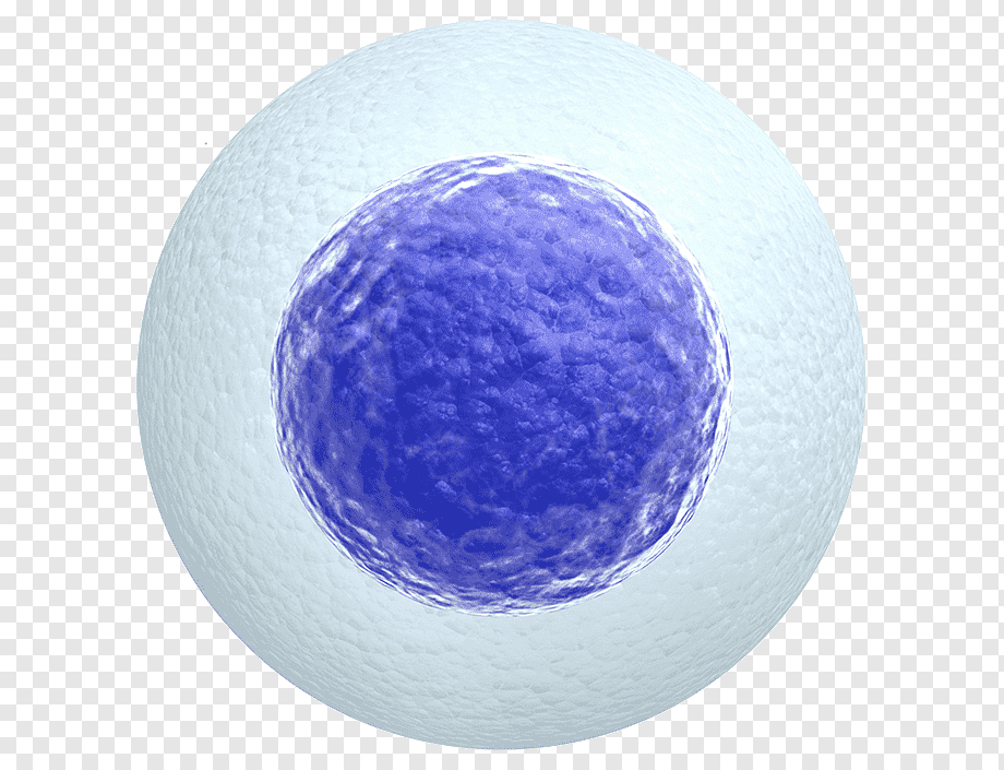 Egg Donor